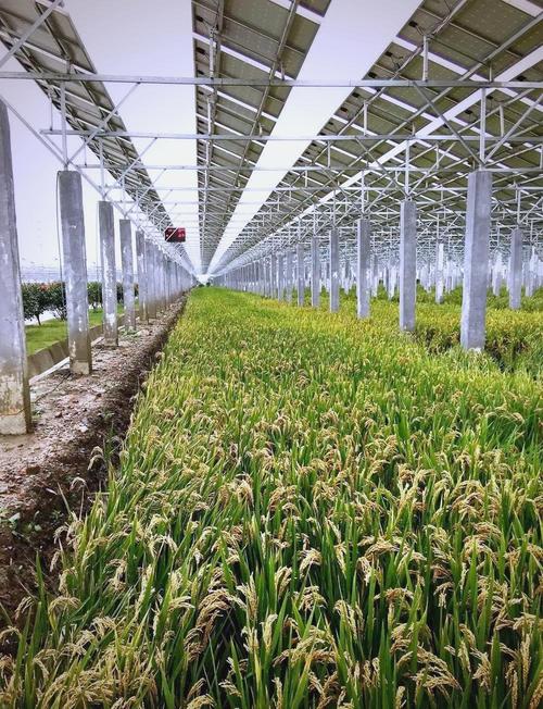 Solar Agricultural Systems